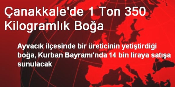 Çanakkale'de 1 ton 350 kilogramlık boğa