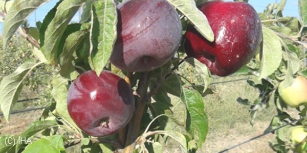 Tatvan'da tam bodur elma bahesinden yksek verim elde edildi