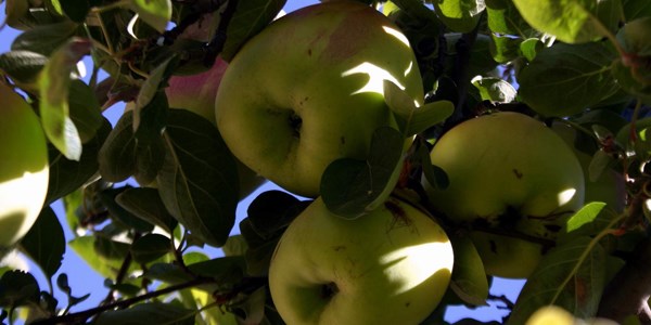 Hem elma hem ayvaya benzeyen meyve grenleri artyor