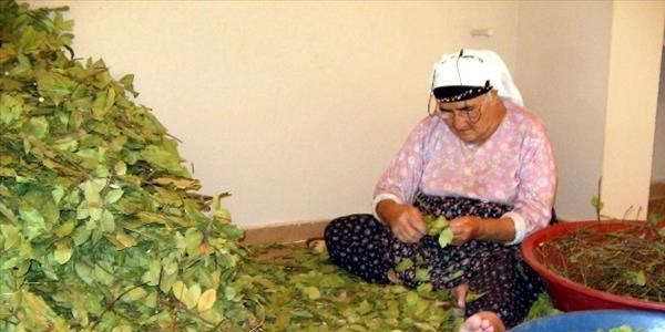 Defneyapra�� ge�im kaynaklar� oldu