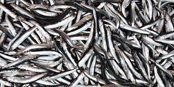 Karadeniz hamsisi y�z�n� g�sterdi