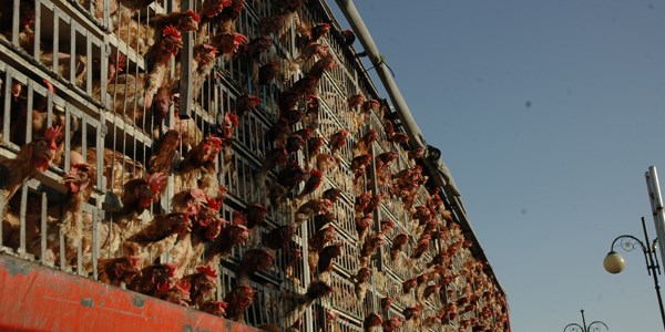 Bakent'te binlerce tavuk grenleri ok etti