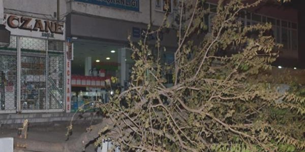 Kesilen iki ağaç tepkilere neden oldu