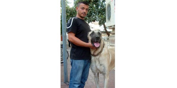 90 kiloluk kangal ilgi �ekiyor