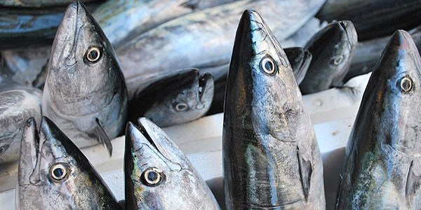 Palamutun fiyat� el yak�yor