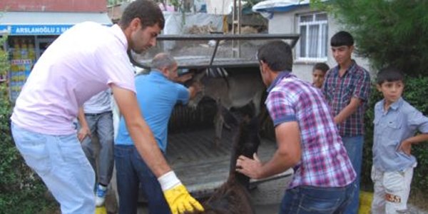 Sahipsiz sıpalar eziyetten kurtarıldı