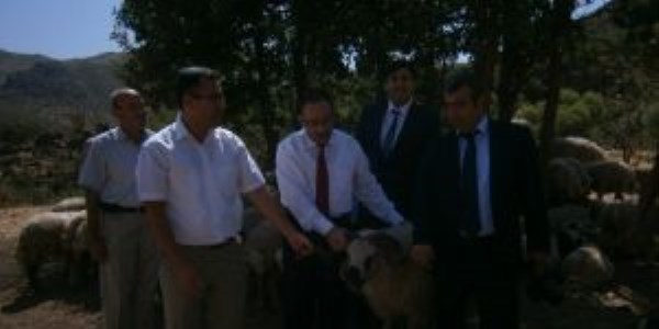 Hakkari'de hayvancılık gelişiyor