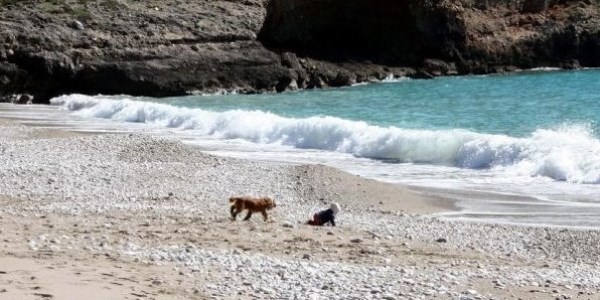 Köpek bebeği durdurmaya çalıştı