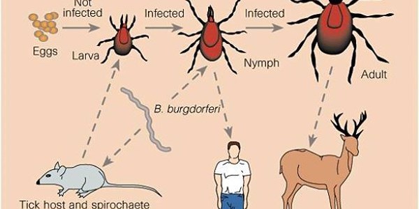 Marmaris'te 'LYME' alarmı