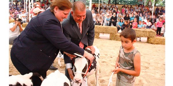 Bol sütlü inekler güzelliklerini sergiledi