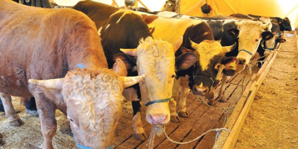 �htiyac�n 2 kat� hayvan var kurban fiyatlar� d��ecek