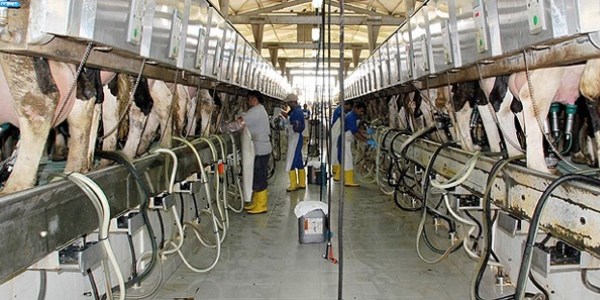 En fazla inek sütünün üretildiği il