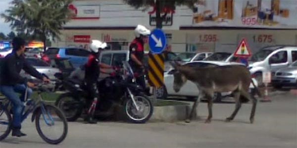 Eşek trafiği birbirine kattı
