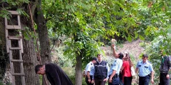 Ceviz toplamaya çıktığı ağaçtan düşerek öldü