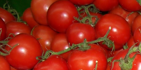 plkteki enerjiden domates retilecek