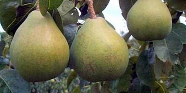 Bah�edeki armutlar �al�nd�