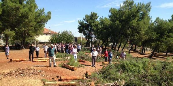 Mezarl�k i�in a�a� kesimine tepki