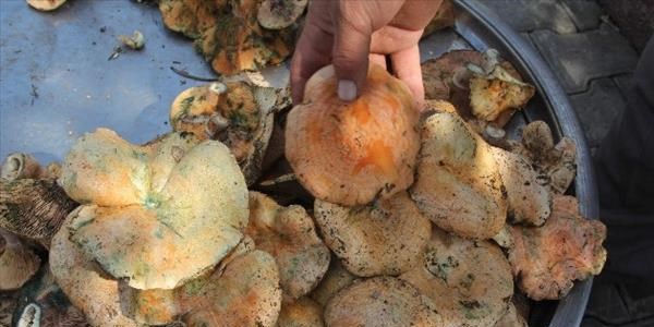Karab�k'te do�al mantarlar pazar indi