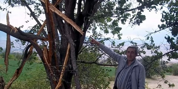 Düşen yıldırım kayısı ağacını ikiye ayırdı