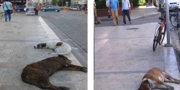 Şişman ve yaşlı köpekler caddenin maskotu oldu