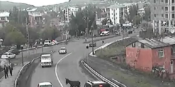 Köpeğin eşeği kovalaması mobese kameralarında