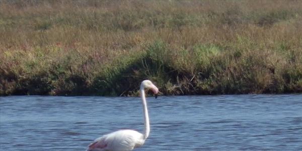 �ardak Lag�n G�l� flamingolara ev sahipli�i yap�yor