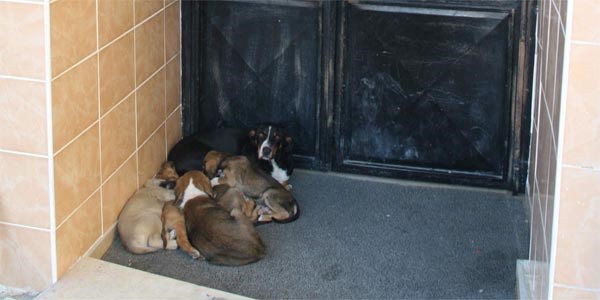 Akçaabat'ta başı boş köpekler korkutuyor