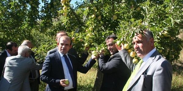 Erzincan'da elma hasadı başladı