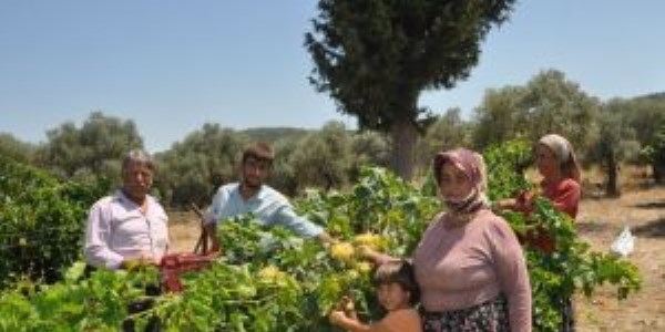 Torbalı'da domatesten sonra üzüm ve incir yüzleri güldürdü
