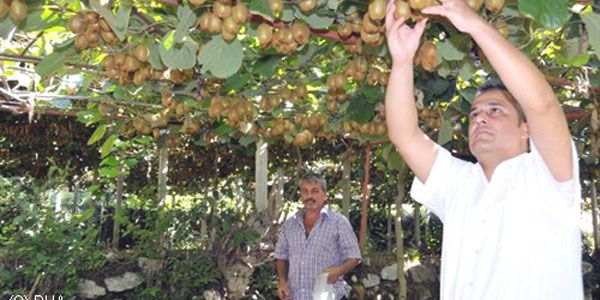 Alanya'da iki köy kivi üretim merkezi oldu