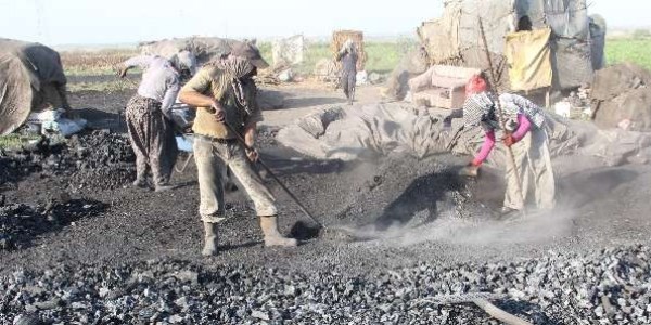 Üniversiteli genç kız , mangal kömürü üreterek üniversite okuyor
