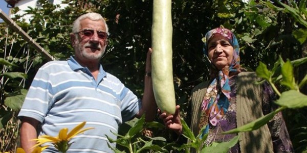 2 metre 20 santimetre boyunda kabak