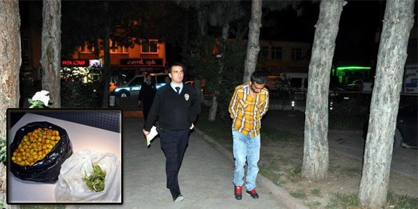 Meyve po�etinde esrar ele ge�irildi