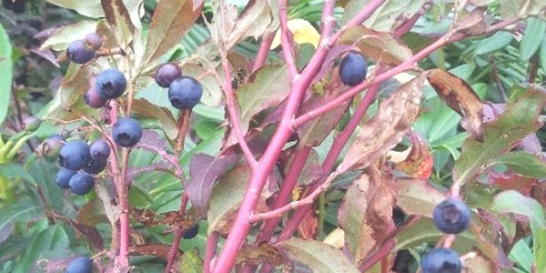 Maviyemiş eylem planı hayata geçiyor