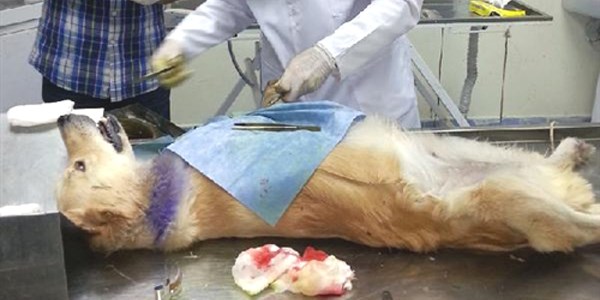 Hayvansever doktor, kazazede köpeği kurtardı