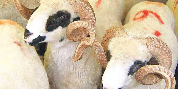 Diyanet'ten kurban rehberi