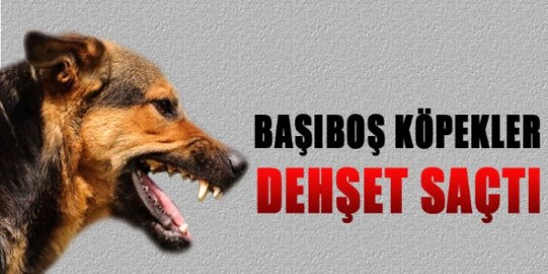 Başıboş köpekler dehşet saçtı