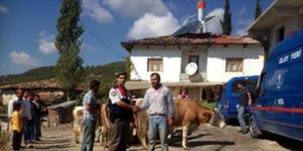 Jandarmadan büyükbaş hayvan operasyonu