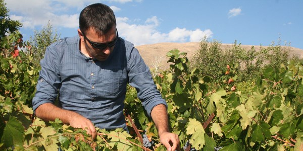 Şifa kaynağı: Cimin Üzümü'nde hasat sürüyor