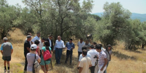 Muğla'da özelleştirilen zeytinliğin imara açıldığı iddiası