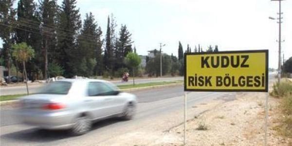 Tilkide kuduz ��kt�, 40 kilometrelik b�lge karantinaya al�nd�