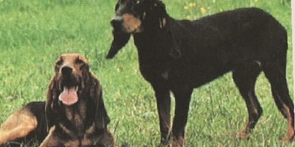 Av köpeklerindeki işitme kaybına çözüm aranıyor