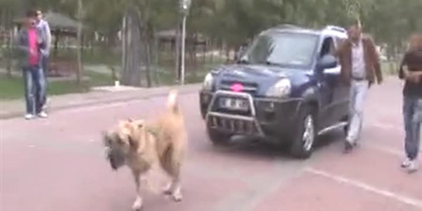 Aksaray malaklısı 1,5 tonluk aracı çekti