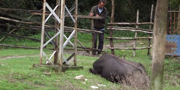 Manda elektrik akımına kapıldı