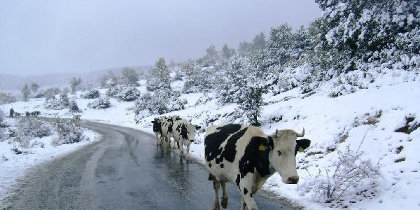 Sakarya'nın Karagöl Yaylası'na mevsimin ilk karı yağdı