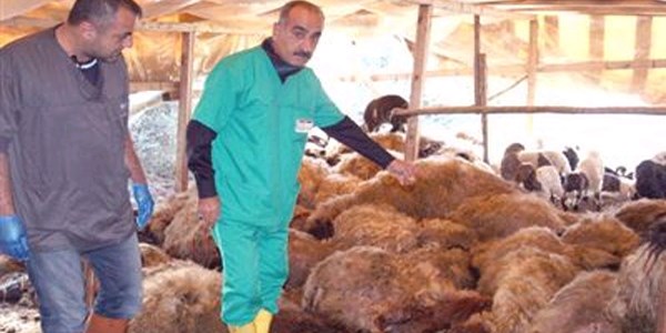 Kurtlar 25 koyunu parçaladı