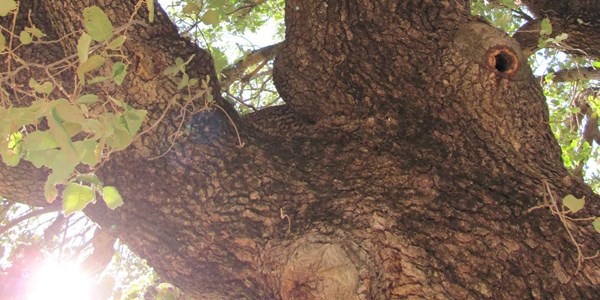 600 yıllık meşe palamuduna koruma talebi