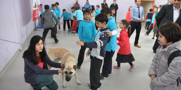 Herkes kedi, ku� o ise kangal k�pe�i getirdi