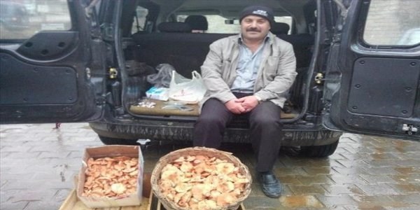 Küre'de mantar bereketi devam ediyor