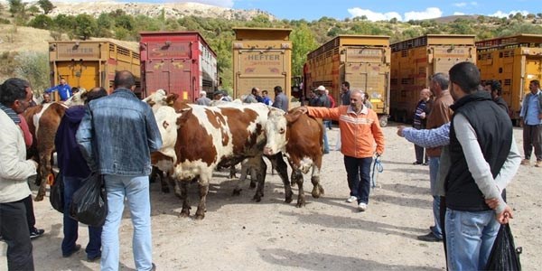 Çemizgezek'te 212 adet süt ineği dağıtıldı